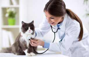 vet1.png
